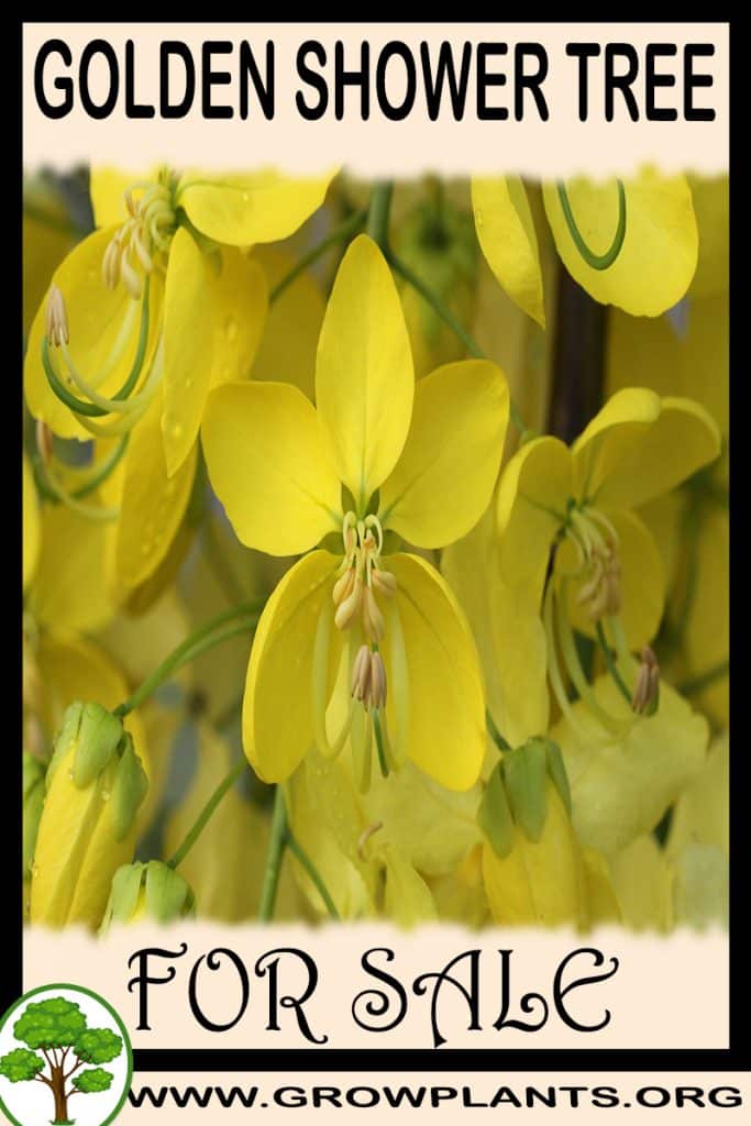 Golden shower tree for sale