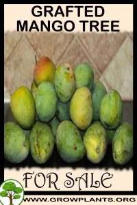 Grafted mango tree for sale