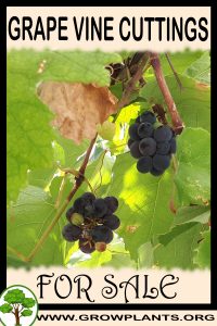 Grape vine cuttings for sale