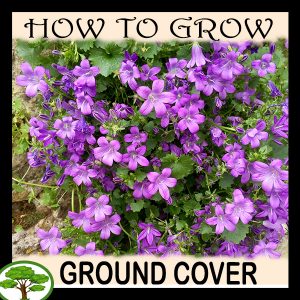 Ground cover plants - all need to know