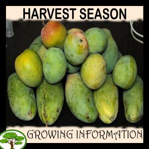 Harvest season