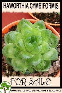 Haworthia cymbiformis for sale