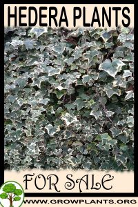 Hedera plants for sale