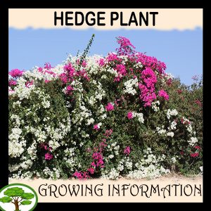 Hedge plant