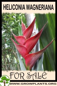 Heliconia wagneriana for sale