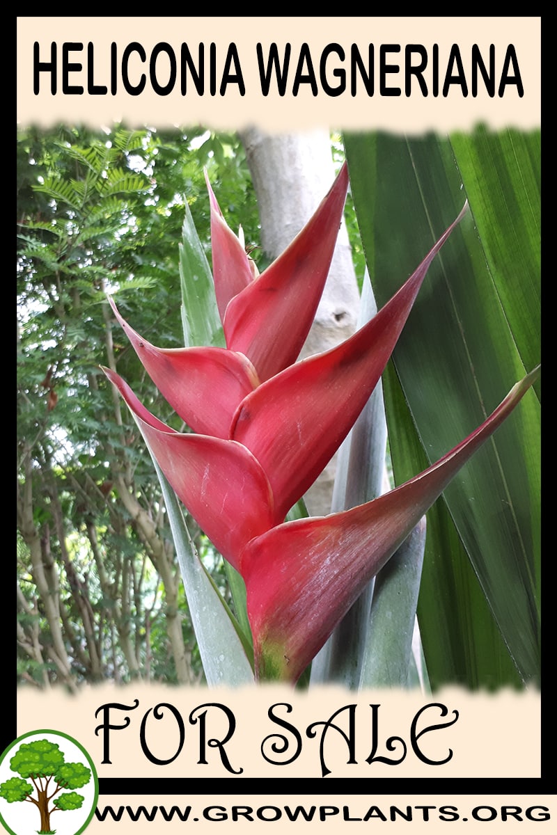 Heliconia wagneriana for sale