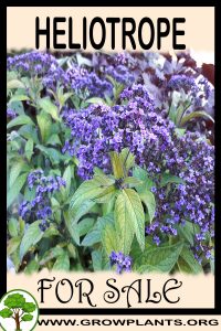 Heliotrope for sale