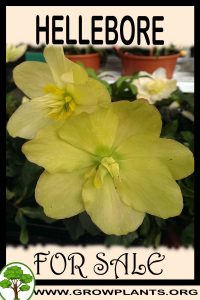Hellebore for sale