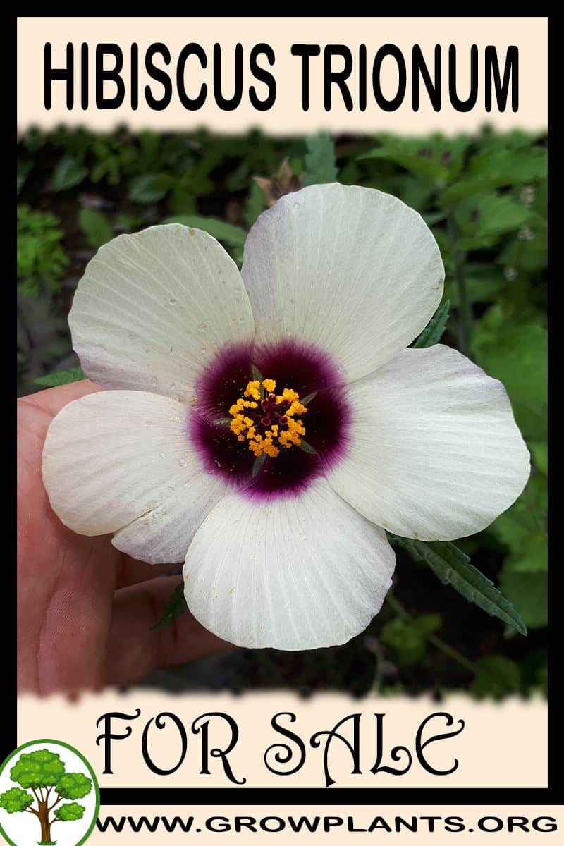 Hibiscus trionum for sale
