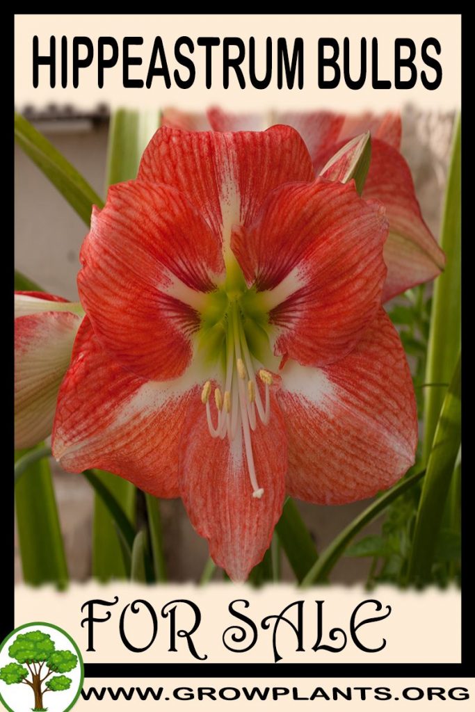 Hippeastrum bulbs for sale