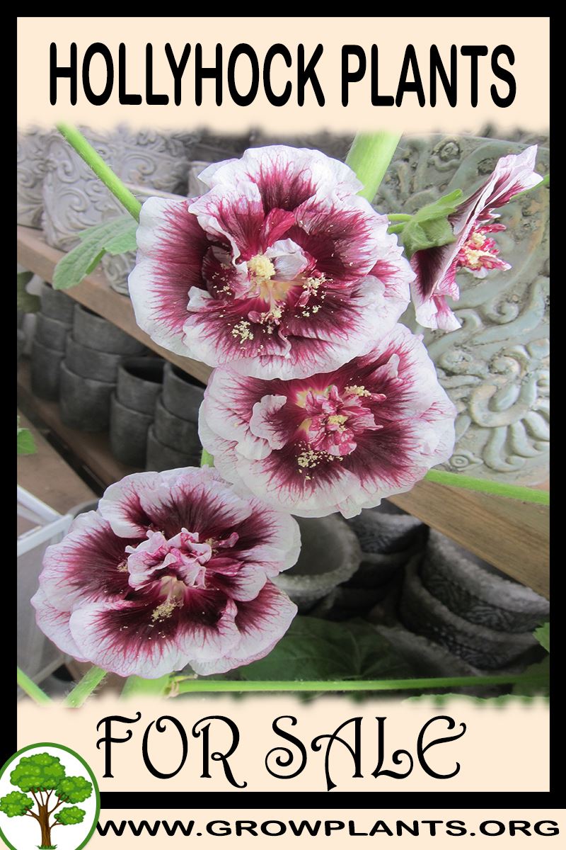 Hollyhock plants for sale