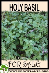 Holy basil for sale