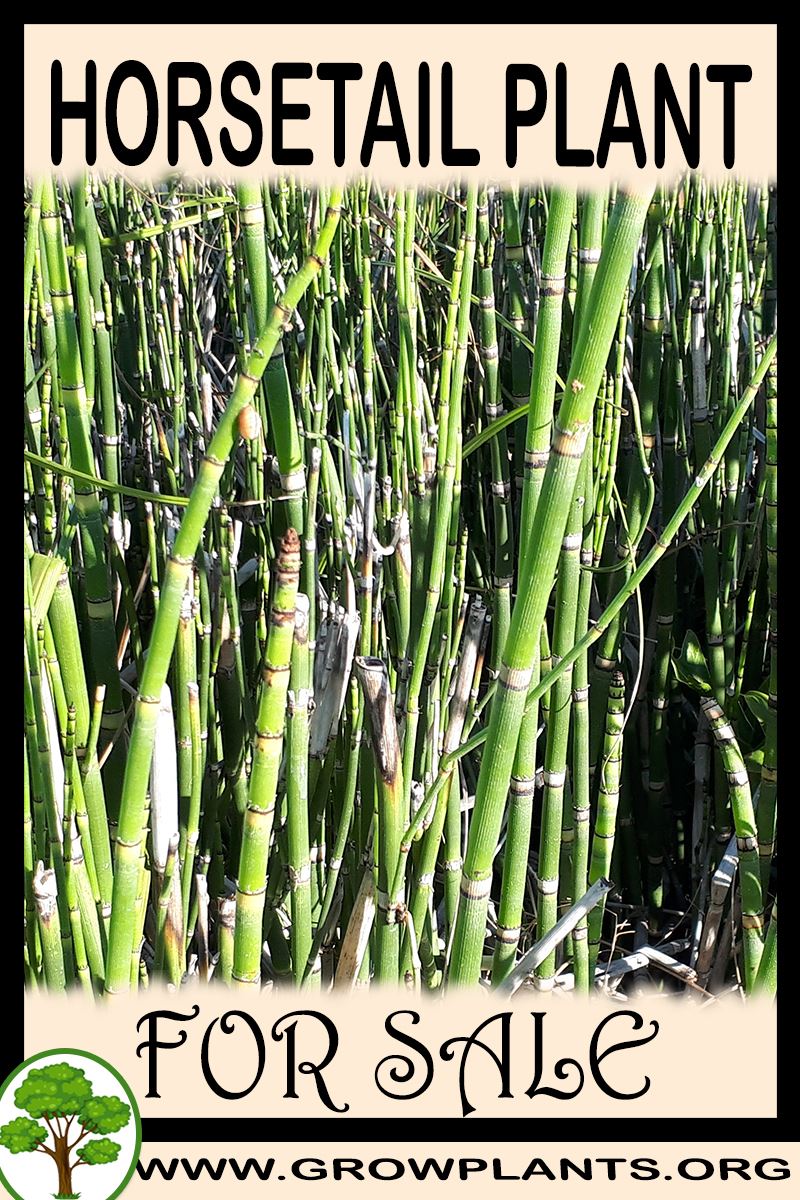Horsetail plant for sale