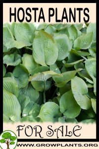 Hosta plants for sale