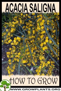 How to grow Acacia saligna