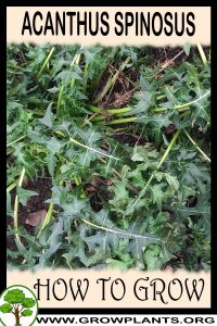 How to grow Acanthus spinosus