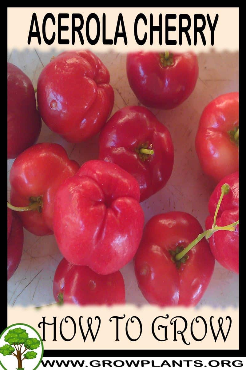 How to grow Acerola cherry
