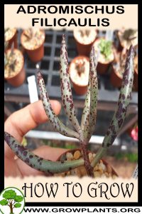 How to grow Adromischus filicaulis