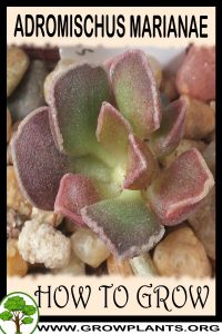 How to grow Adromischus marianae