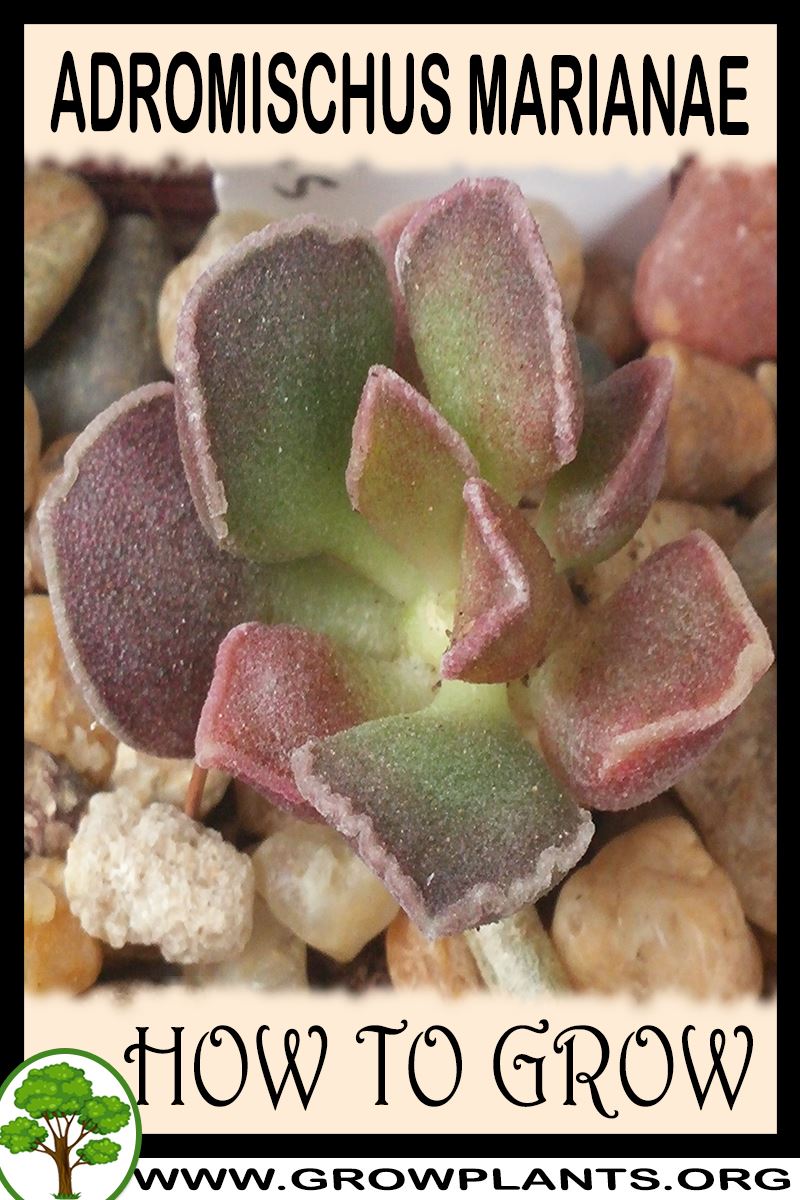 How to grow Adromischus marianae