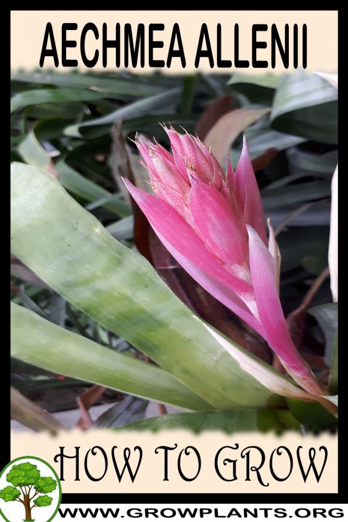 How to grow Aechmea allenii