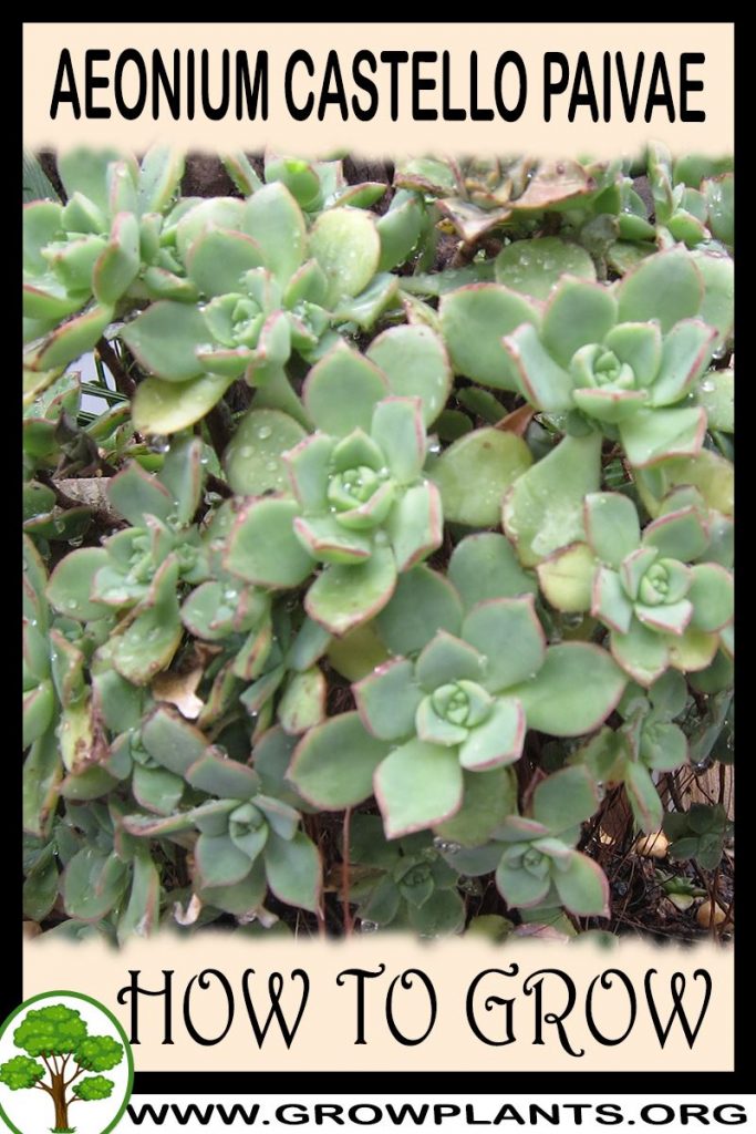 How to grow Aeonium castello paivae