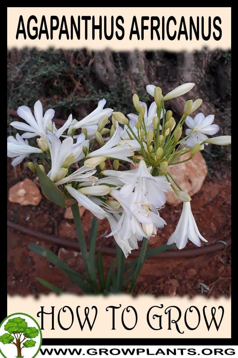 How to grow Agapanthus africanus