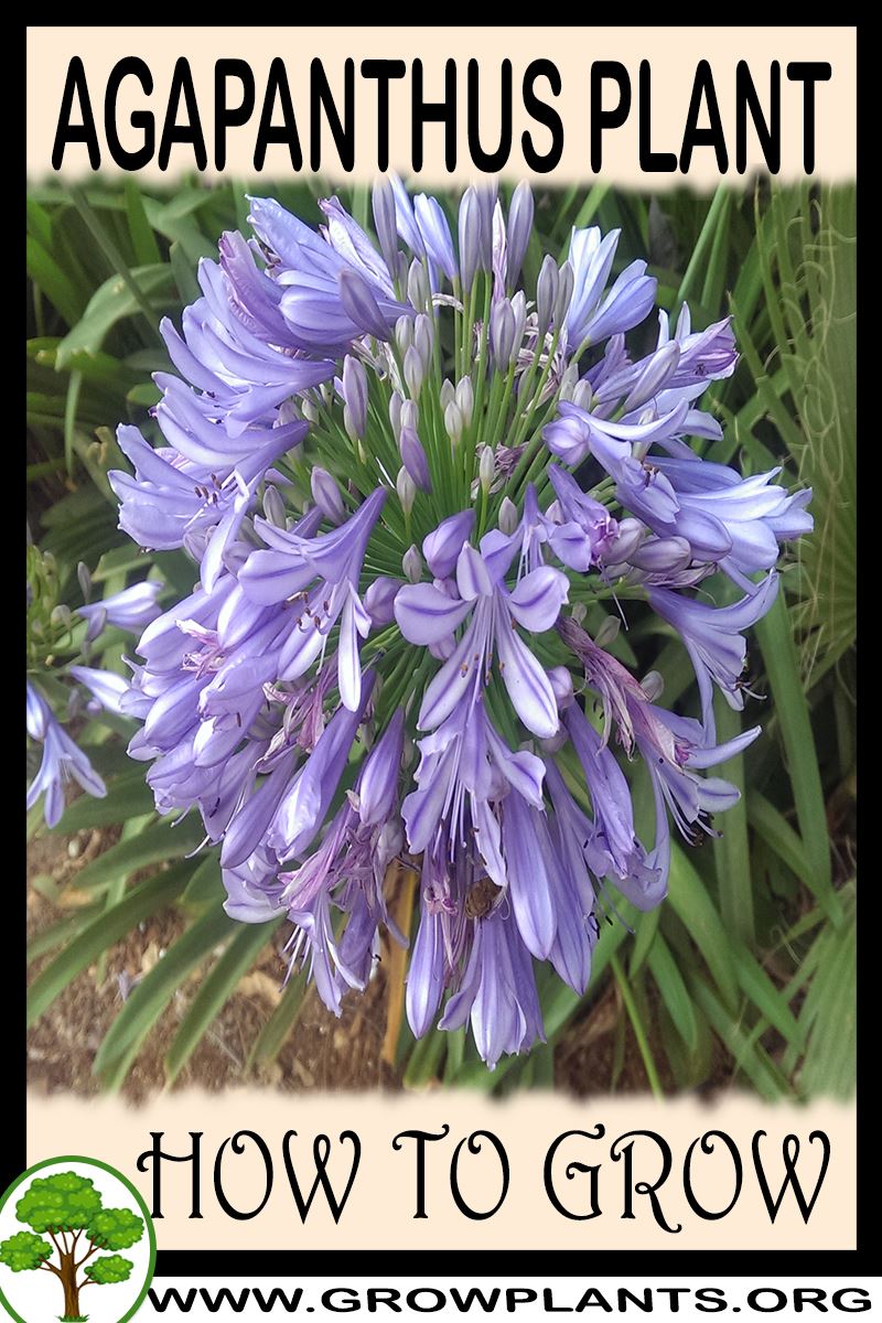 How to grow Agapanthus