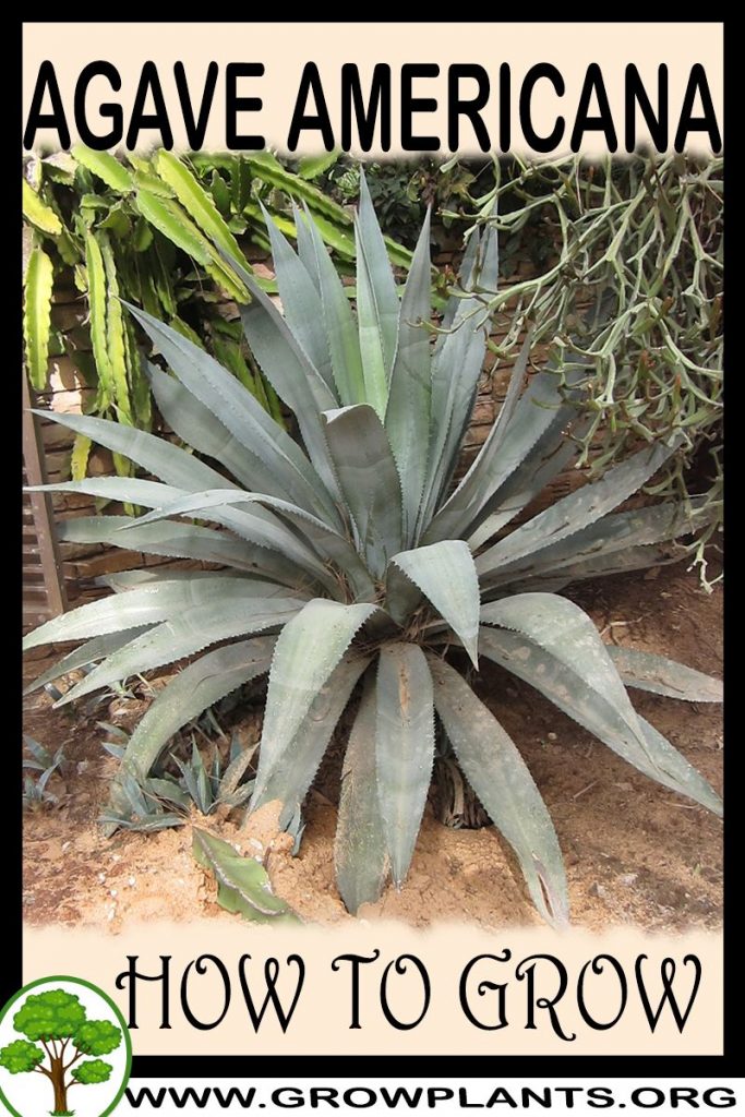 Agave Americana - How To Grow & Care