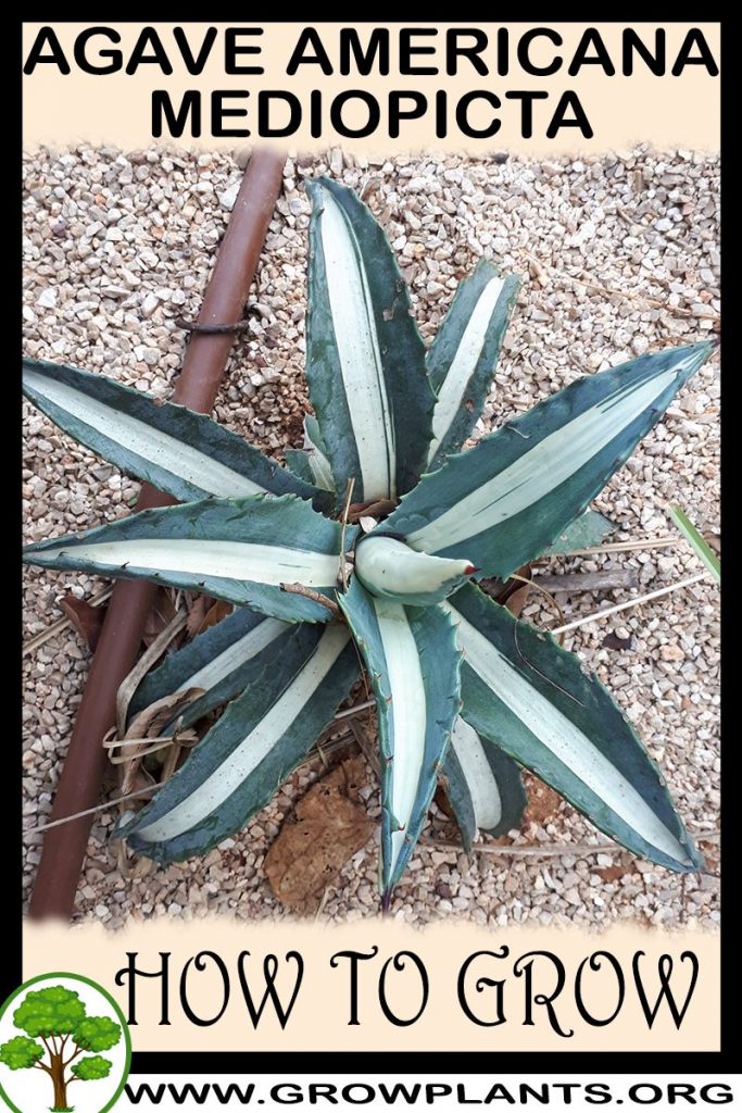 How to grow Agave americana Mediopicta