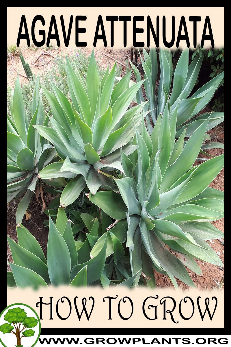 How to grow Agave attenuata
