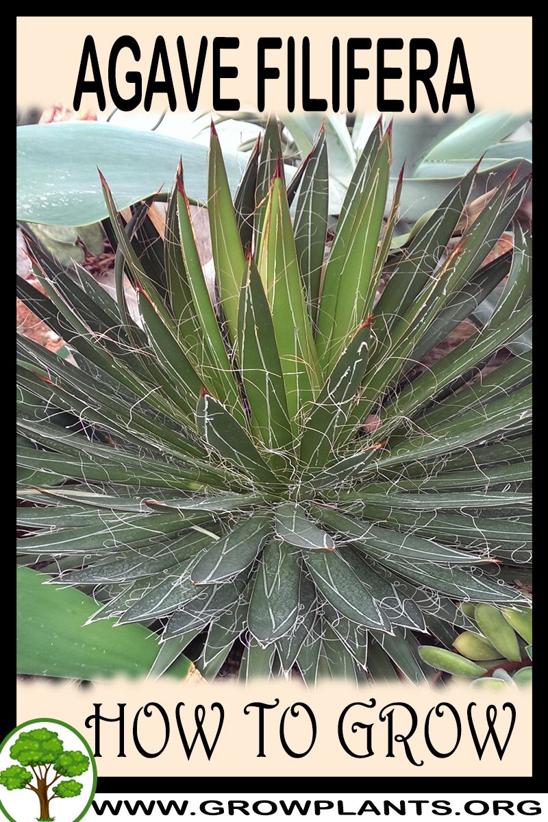 How to grow Agave filifera