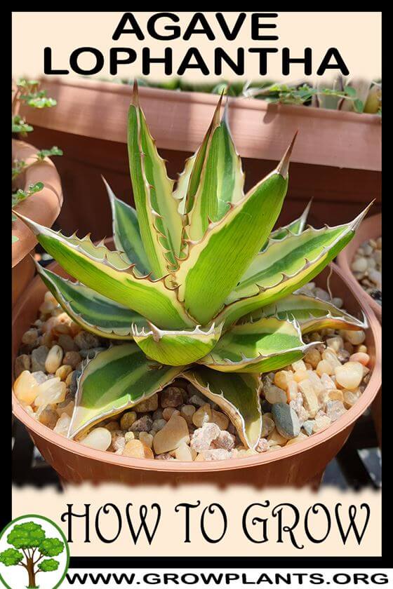How to grow Agave lophantha