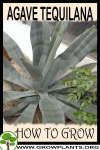 How to grow Agave tequilana