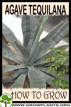 Agave Tequilana Weber - How To Grow & Care