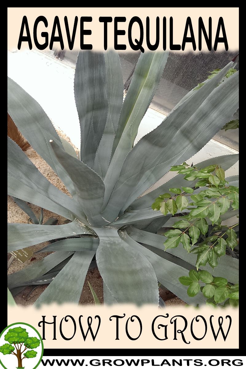 Agave tequilana weber - How to grow & care