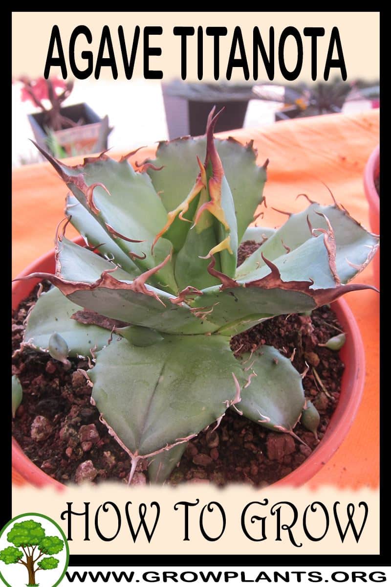 How to grow Agave titanota