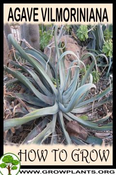 Agave vilmoriniana - How to grow & care