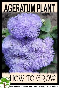 How to grow Ageratum