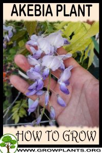 How to grow Akebia plant