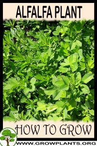 How to grow Alfalfa plant