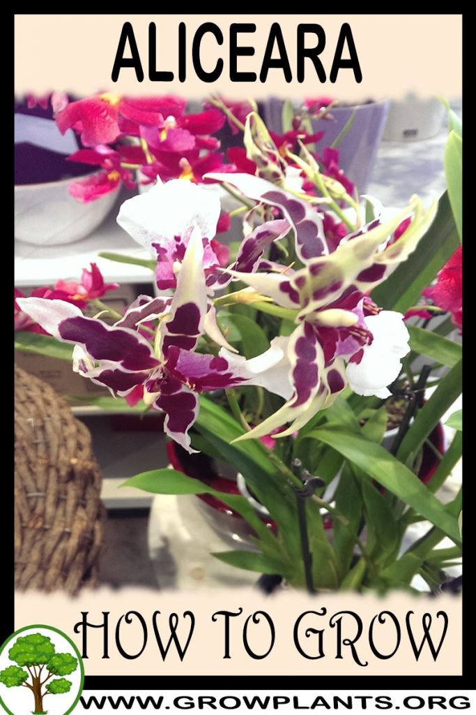 How to grow Aliceara