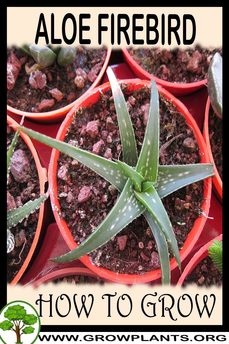 How to grow Aloe Firebird