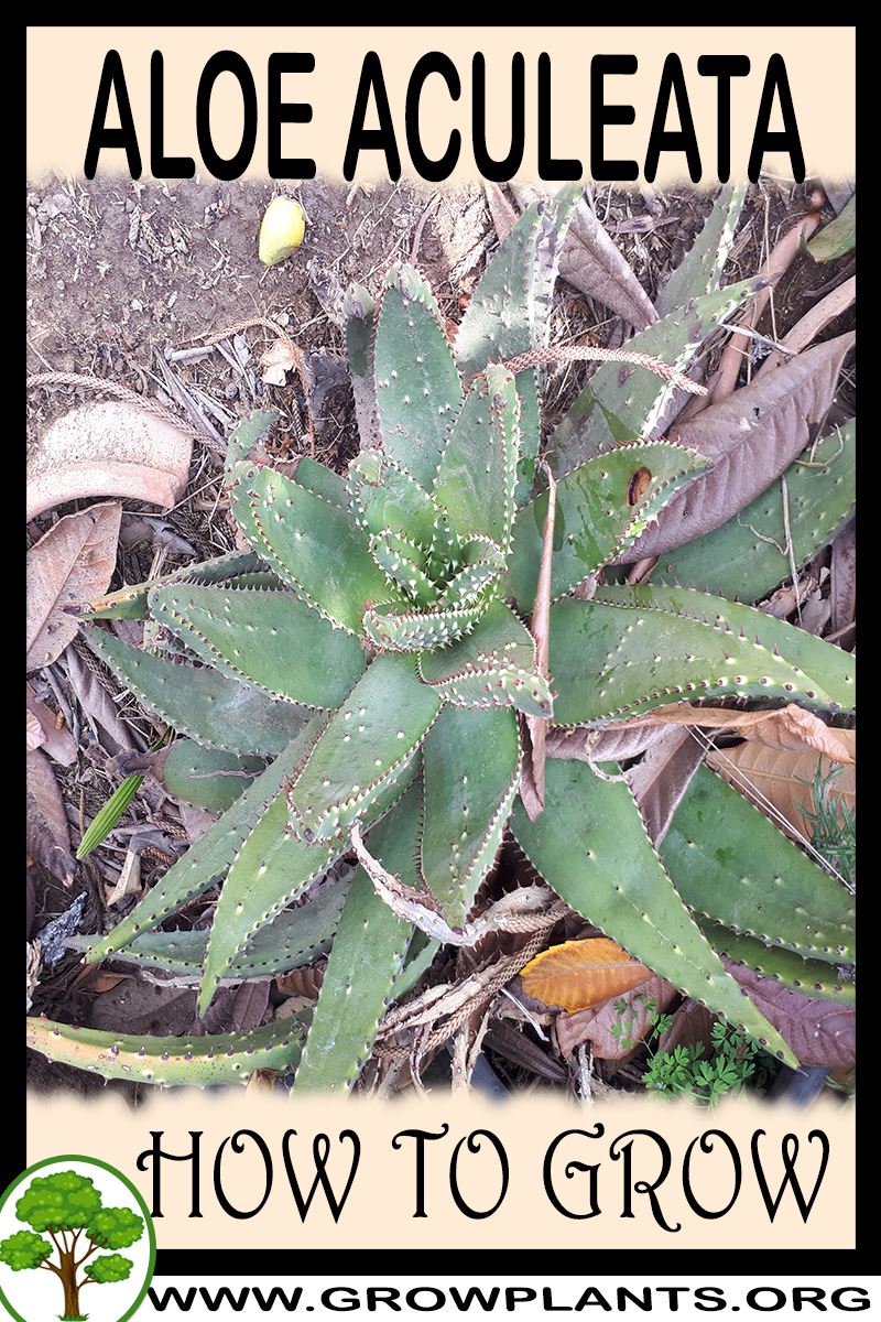 How to grow Aloe aculeata