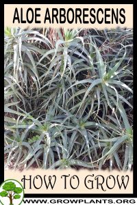 How to grow Aloe arborescens