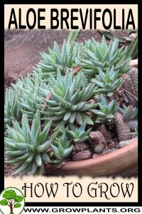 How to grow Aloe brevifolia