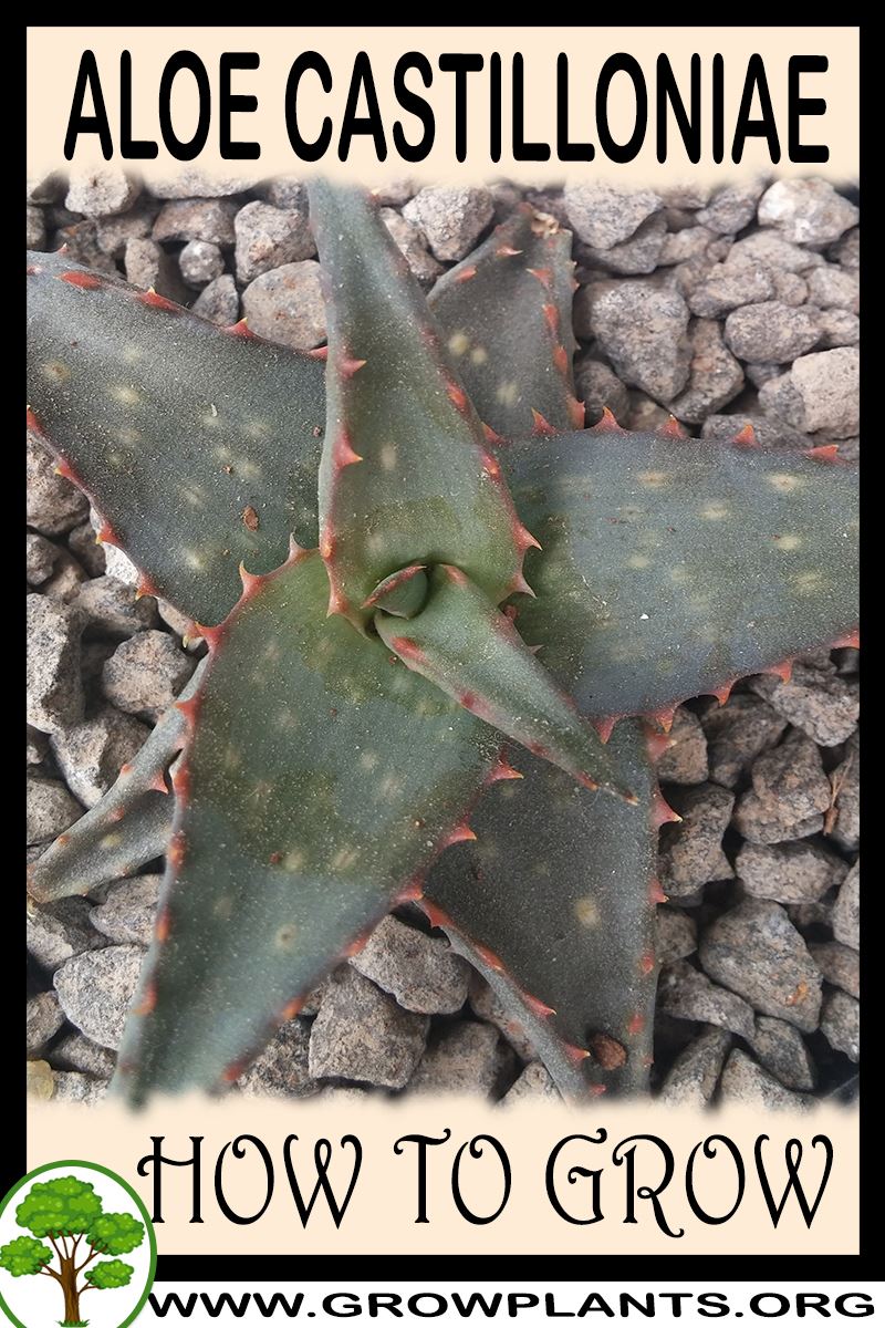How to grow Aloe castilloniae