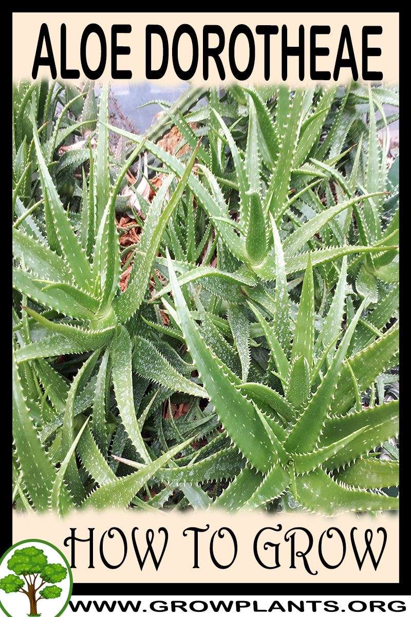 How to grow Aloe dorotheae