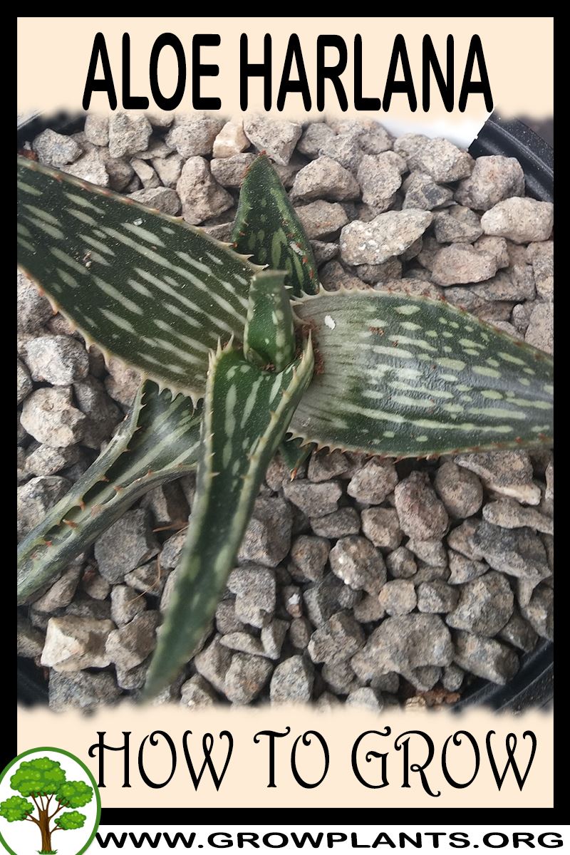 How to grow Aloe harlana