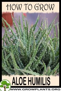 How to grow Aloe humilis